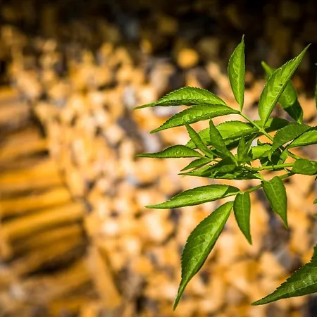 Schirla Stub'm Appartamento *